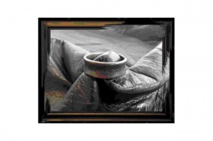 VARDE77 COMPASS VICTIM WHIZ