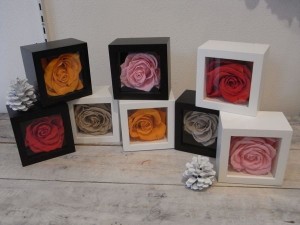 VICTIM通販 WHIZ通販 MEAN通販20