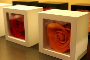 COMPASS通販 MEAN通販　WHIZ通販2