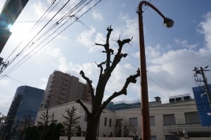 新潟 compass 晴れ