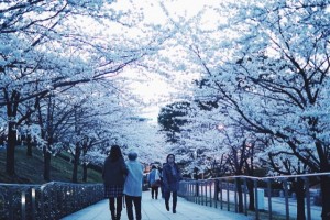 白山神社 新潟 古町 花見 お花見 桜 sakura 満開 新潟市 写真 スナップ shop compass コンパス BLOG お店 通販