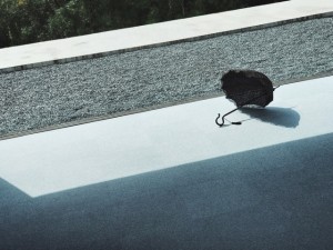 compass コンパス 新潟 セレクト ショップ VICTIM JieDa suparNova Varde77 NADA. SYU